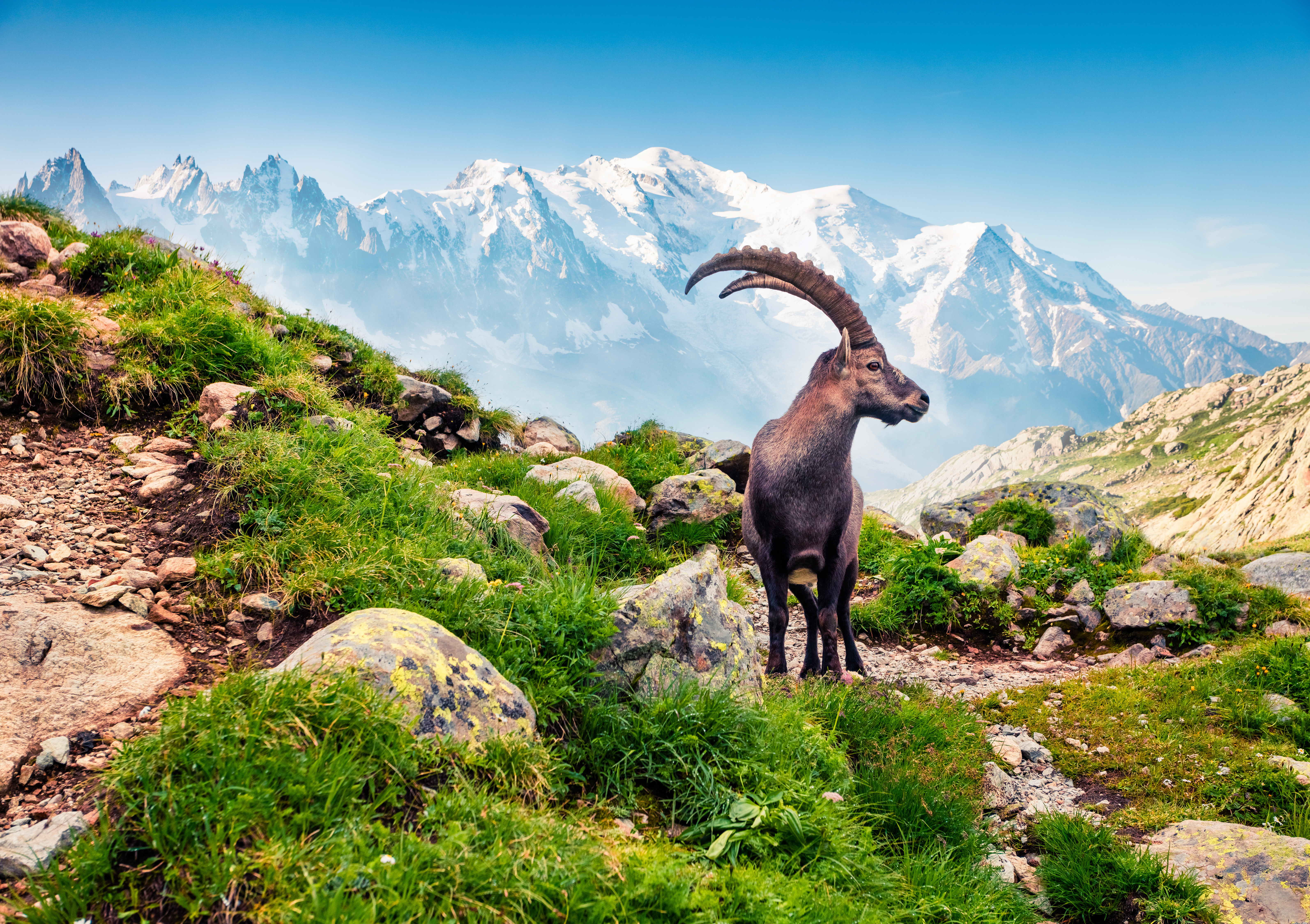 Ibex on the Walker's Haute Route
